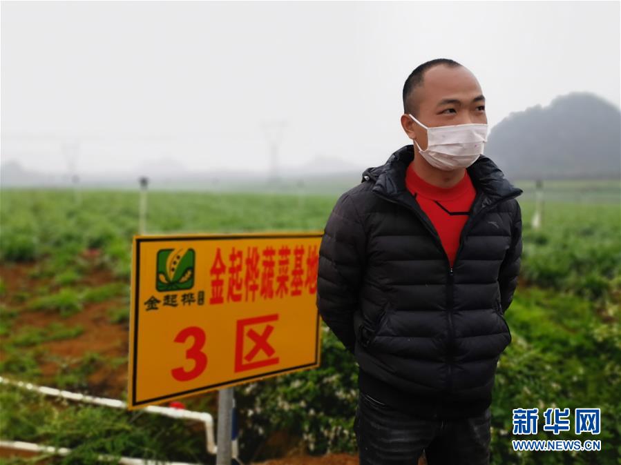 （聚焦疫情防控·圖文互動(dòng)）（2）“得知要送武漢 凌晨出來(lái)摘菜”——中國(guó)“南菜園”廣西全力抗疫保供應(yīng)