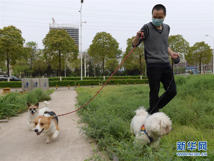 （聚焦疫情防控）（3）武漢：動物醫(yī)院里的臨時(shí)“奶爸”