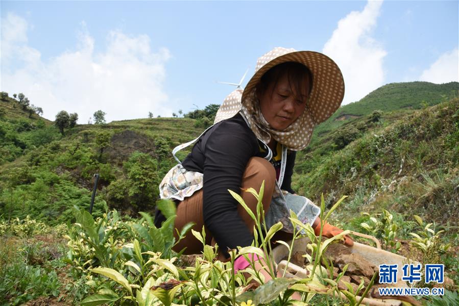 （新華全媒頭條·圖文互動(dòng)）（14）初夏，循著總書記的腳步探訪產(chǎn)業(yè)扶貧新事