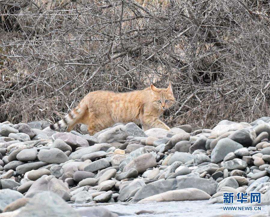 （圖文互動）（1）祁連山國家公園首個(gè)荒漠貓專項(xiàng)調(diào)查取得階段性成果