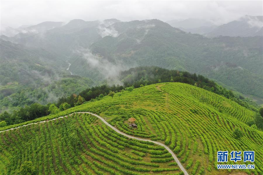 （走向我們的小康生活·圖文互動(dòng)）（8）綠了青山，紅了日子——秦巴山區(qū)群眾繪出小康“調(diào)色板”