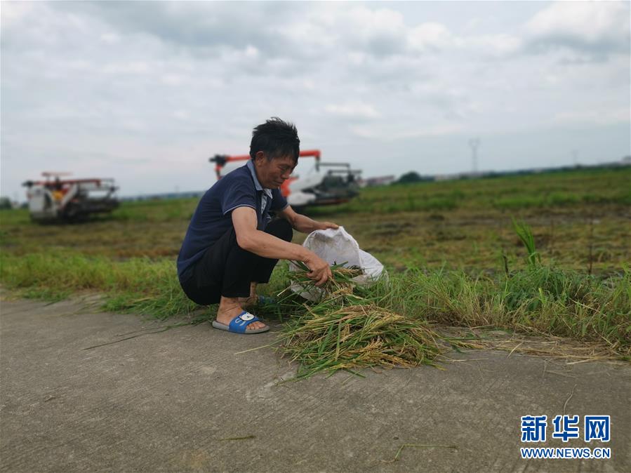 （新華視點(diǎn)·聚焦餐桌外的浪費(fèi)·圖文互動）（1）顆粒歸倉為何難實(shí)現(xiàn)？我國糧食收割環(huán)節(jié)損失驚人