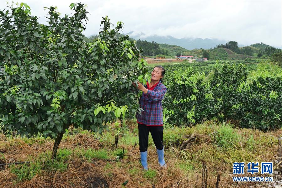 （決戰(zhàn)決勝脫貧攻堅(jiān)·圖文互動(dòng)）（10）同飲一江水 攜手“斬窮根”——深圳對(duì)口廣西河池、百色扶貧協(xié)作見(jiàn)聞