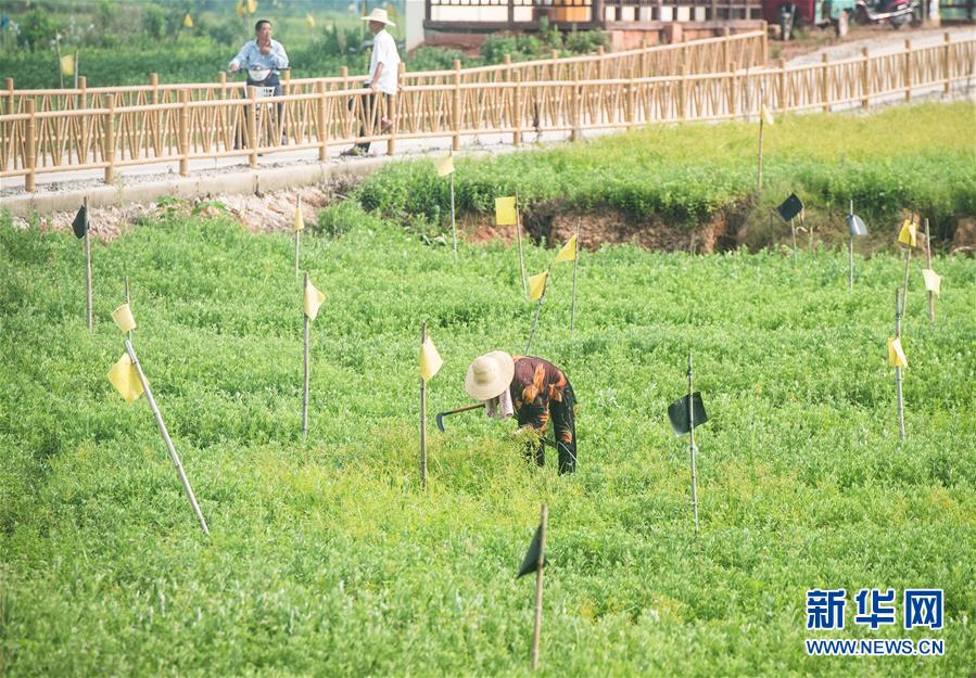 （新華全媒頭條·走向我們的小康生活·圖文互動）（9）特殊之年，荊楚大地書寫不平凡的答卷