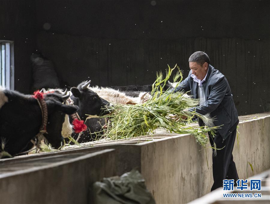 （走向我們的小康生活·圖文互動）（3）“無煙村”的新追求——西藏新時代文明鄉(xiāng)村成長記