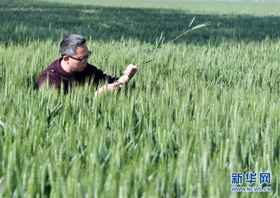 （在習(xí)近平新時(shí)代中國特色社會(huì)主義思想指引下——新時(shí)代新作為新篇章·習(xí)近平總書記關(guān)切事·圖文互動(dòng)）（5）新農(nóng)事、新希望——夏收前田間新動(dòng)態(tài)掃描