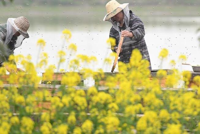 金色花海采蜜忙