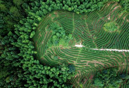 福建龍巖：高效用地，提升生態(tài)環(huán)境水平