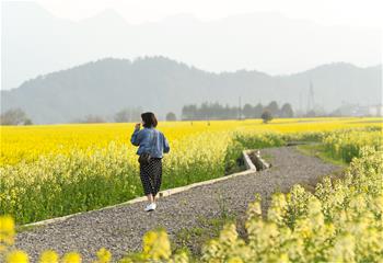 暢游油菜花海