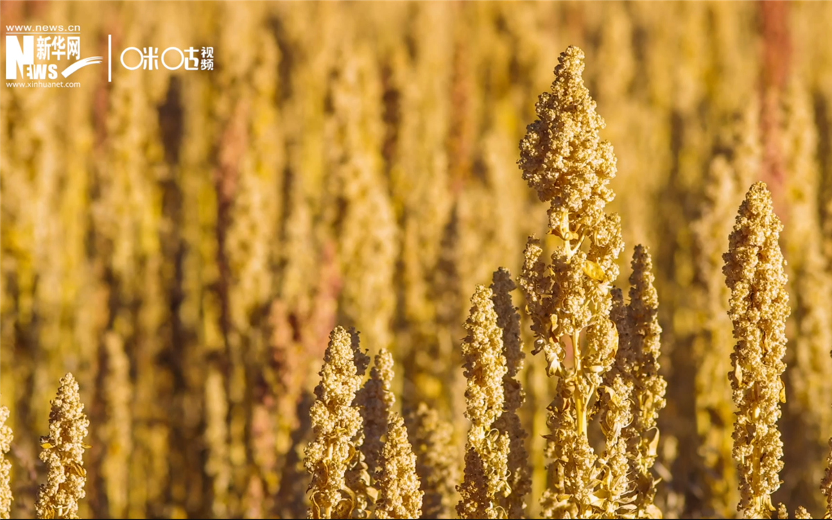 藜麥有極強(qiáng)的環(huán)境適應(yīng)能力和低成本、高回報(bào)的種植模式