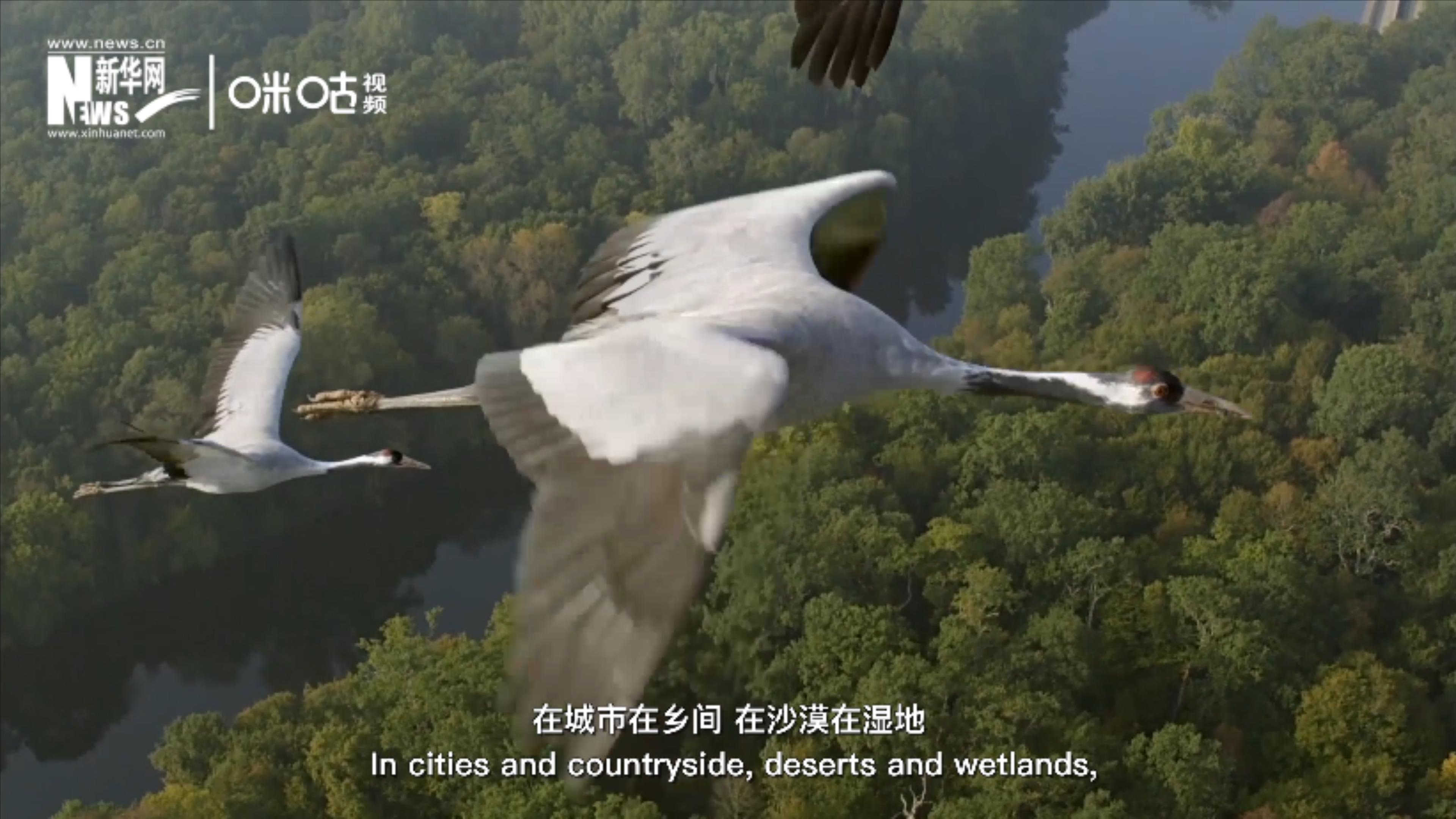 每年五月和十月的第二個星期六是世界候鳥日