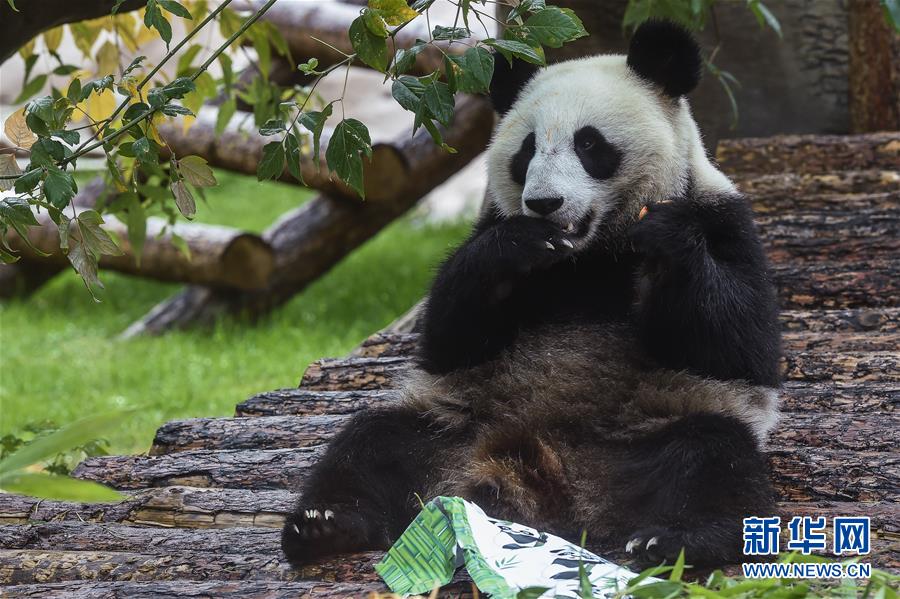 （國際）（1）莫斯科動(dòng)物園為大熊貓“如意”和“丁丁”慶生