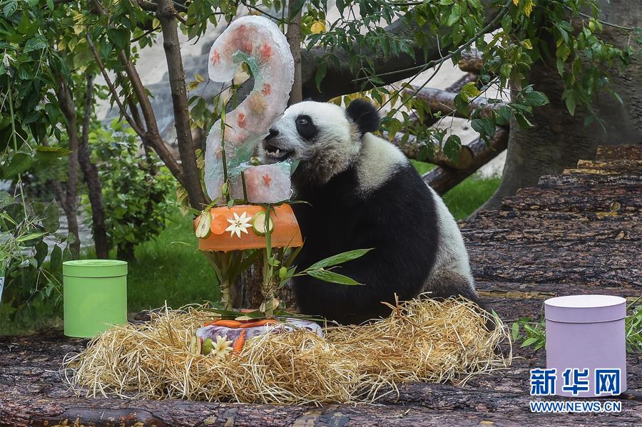 （國際）（3）莫斯科動(dòng)物園為大熊貓“如意”和“丁丁”慶生