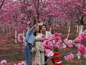 櫻花漫山，一份14年的等待